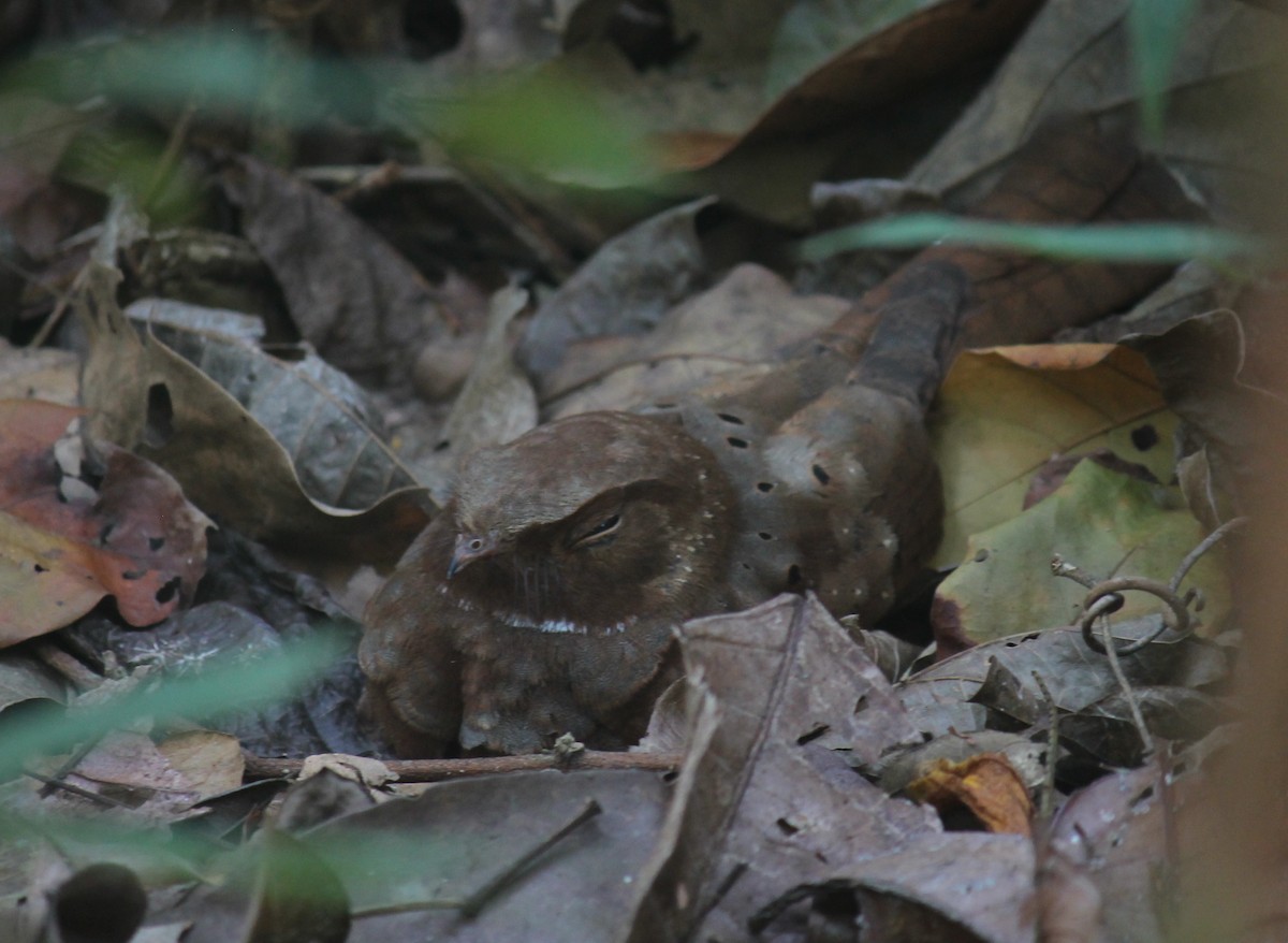 Ocellated Poorwill - ML252290671