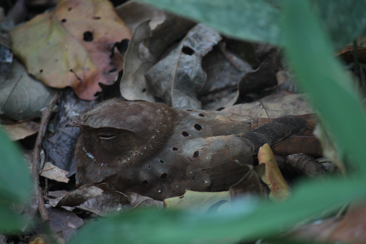 Ocellated Poorwill - ML252290711