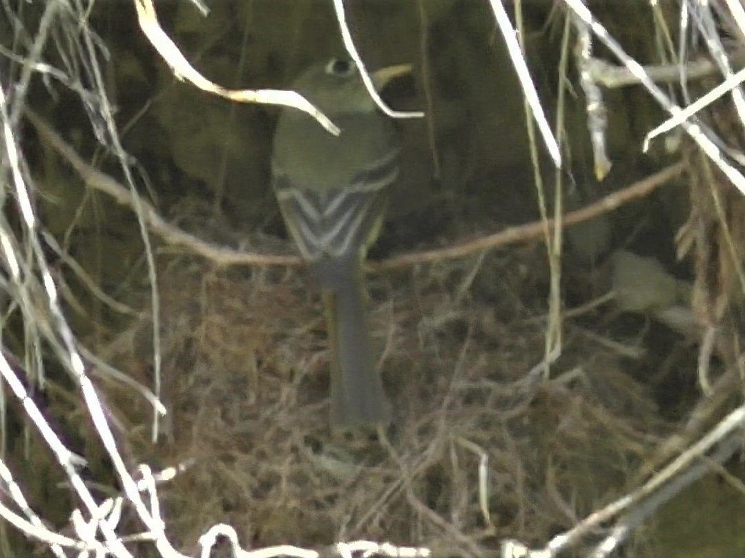 Western Flycatcher (Cordilleran) - ML252291911