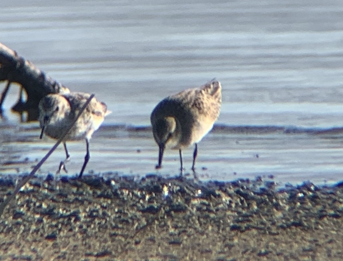 Semipalmated Sandpiper - ML252294611