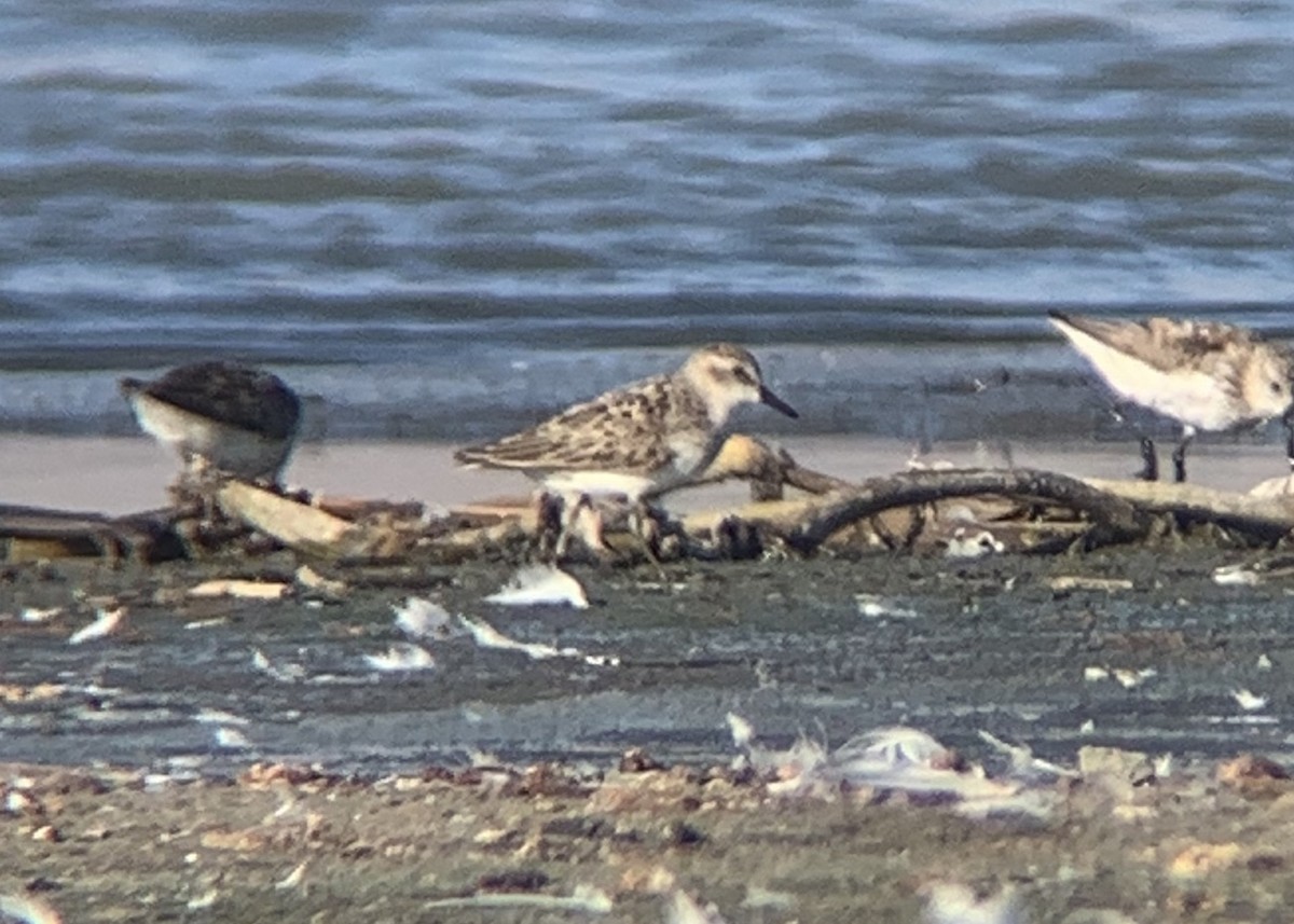 Semipalmated Sandpiper - ML252294641