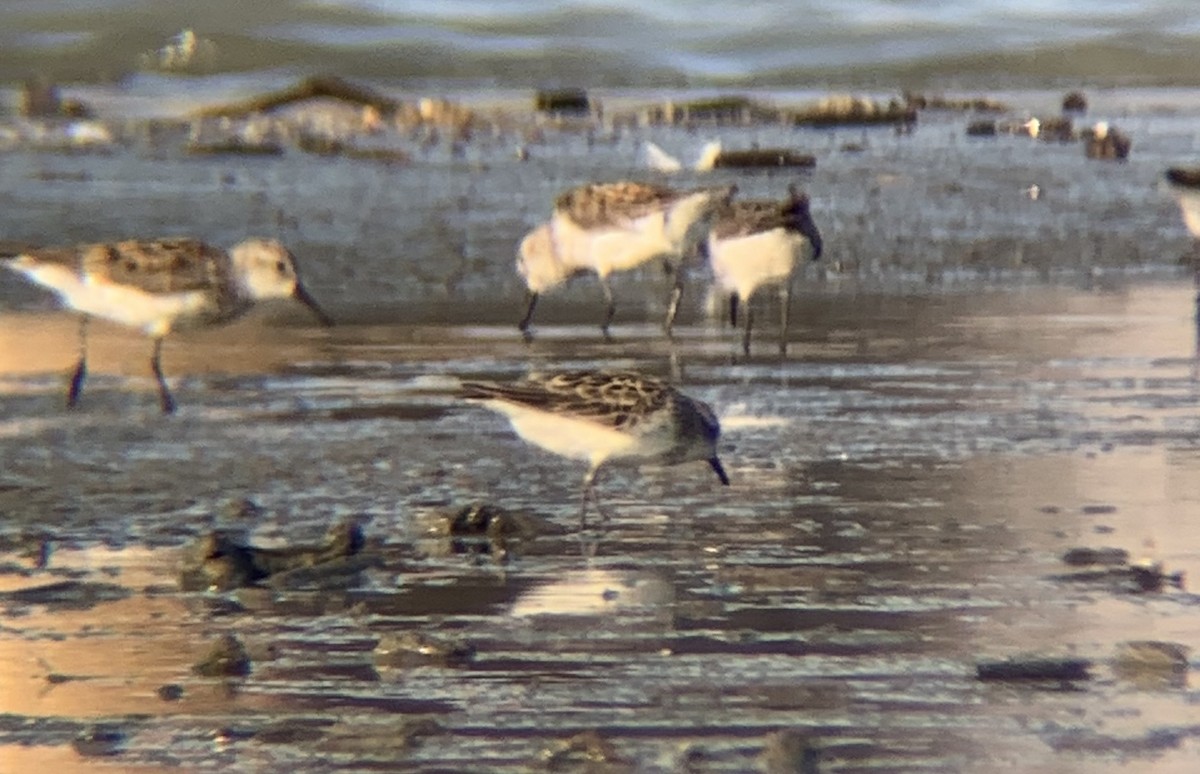 Semipalmated Sandpiper - ML252294651