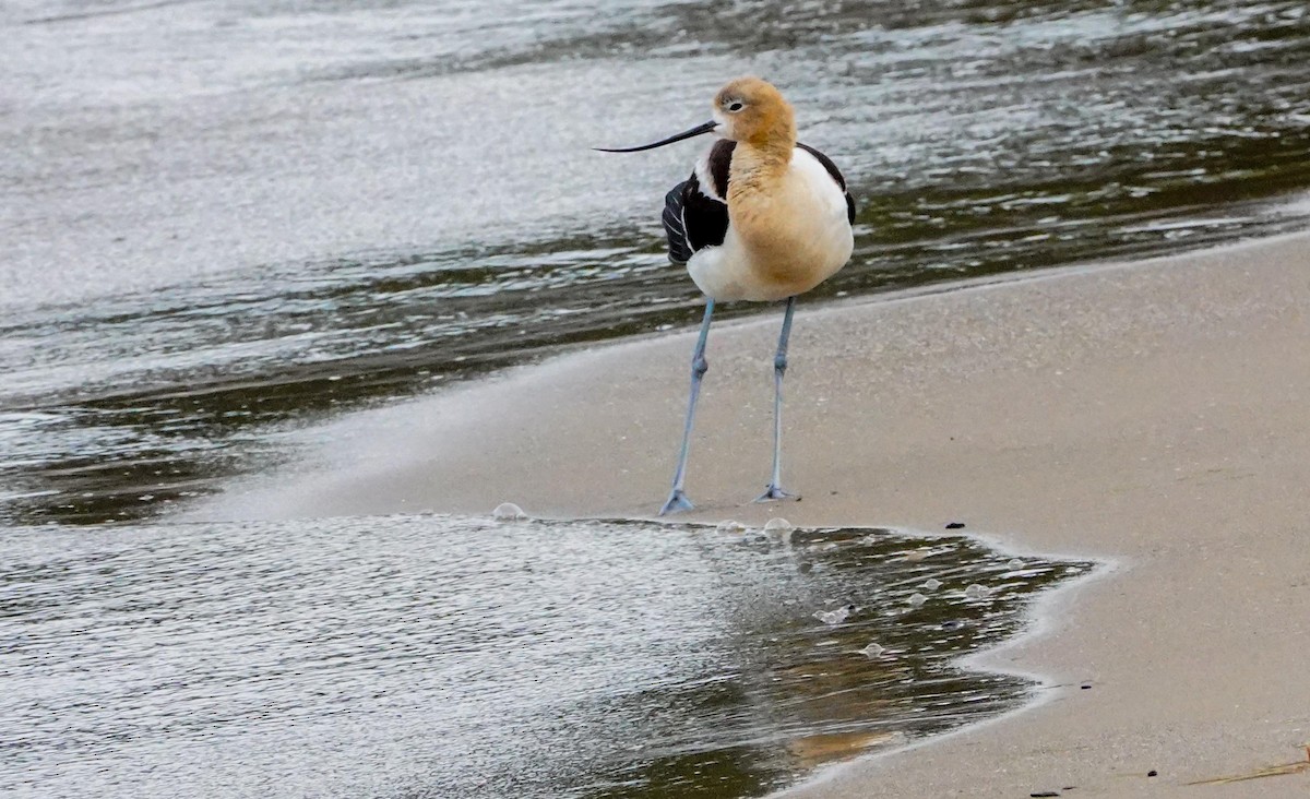 American Avocet - Gale VerHague