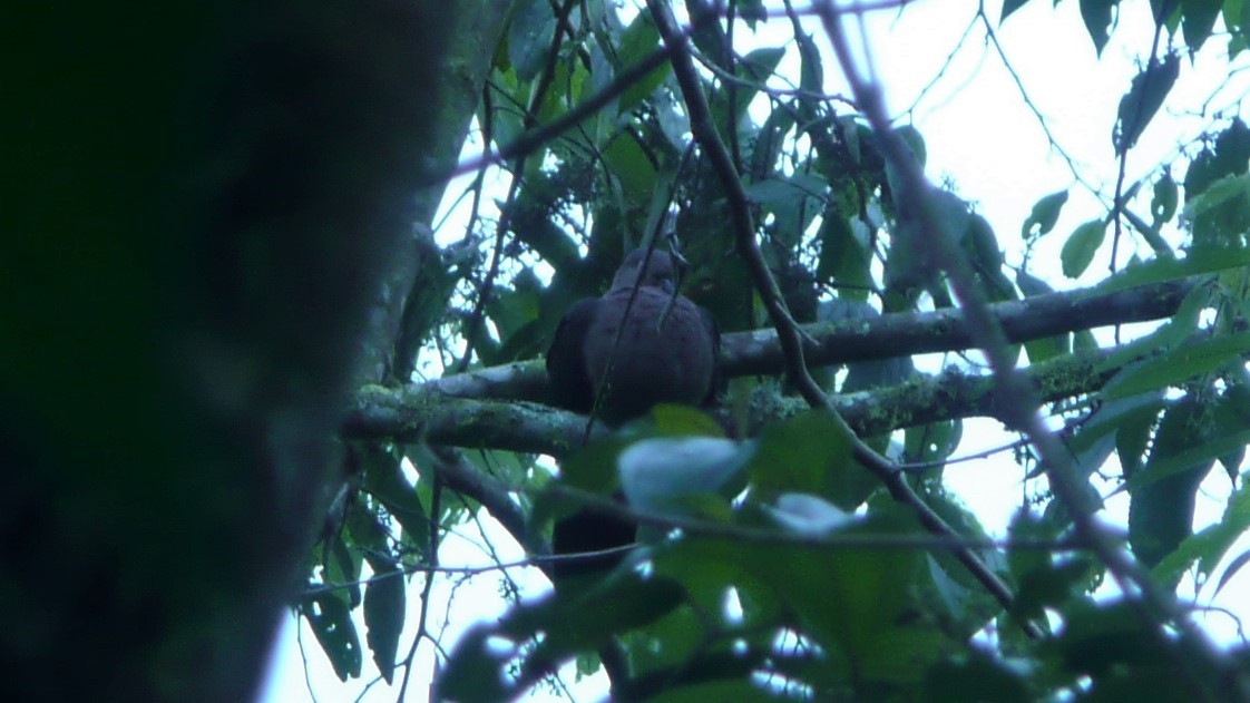 Plumbeous Pigeon - Mathieu Franzkeit