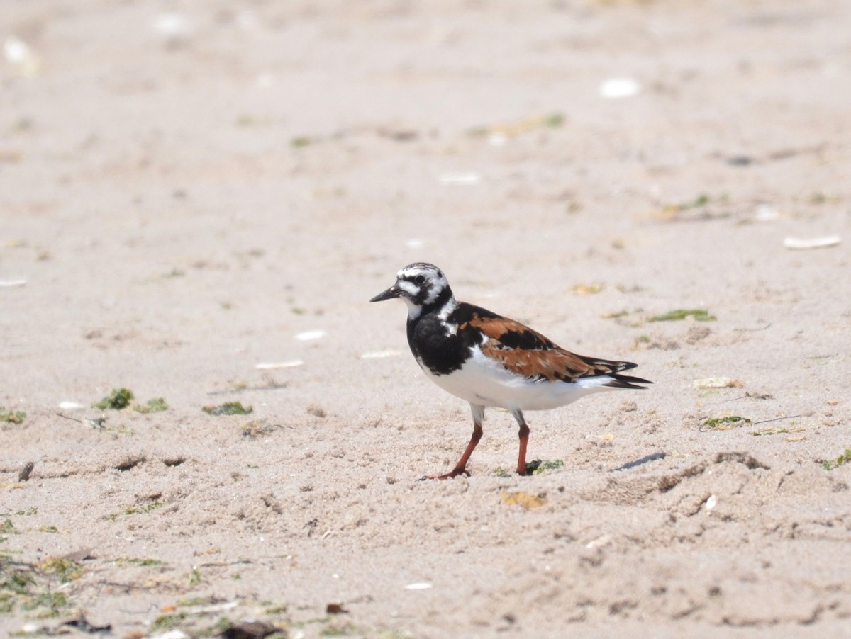 Ruddy Turnstone - Peter Paul