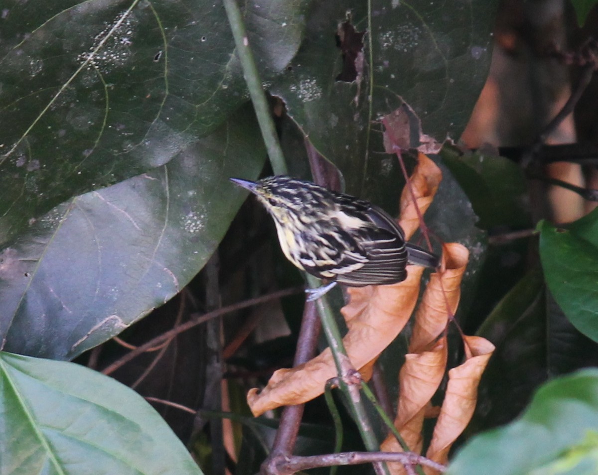 Sclater's Antwren - Stephan Lorenz