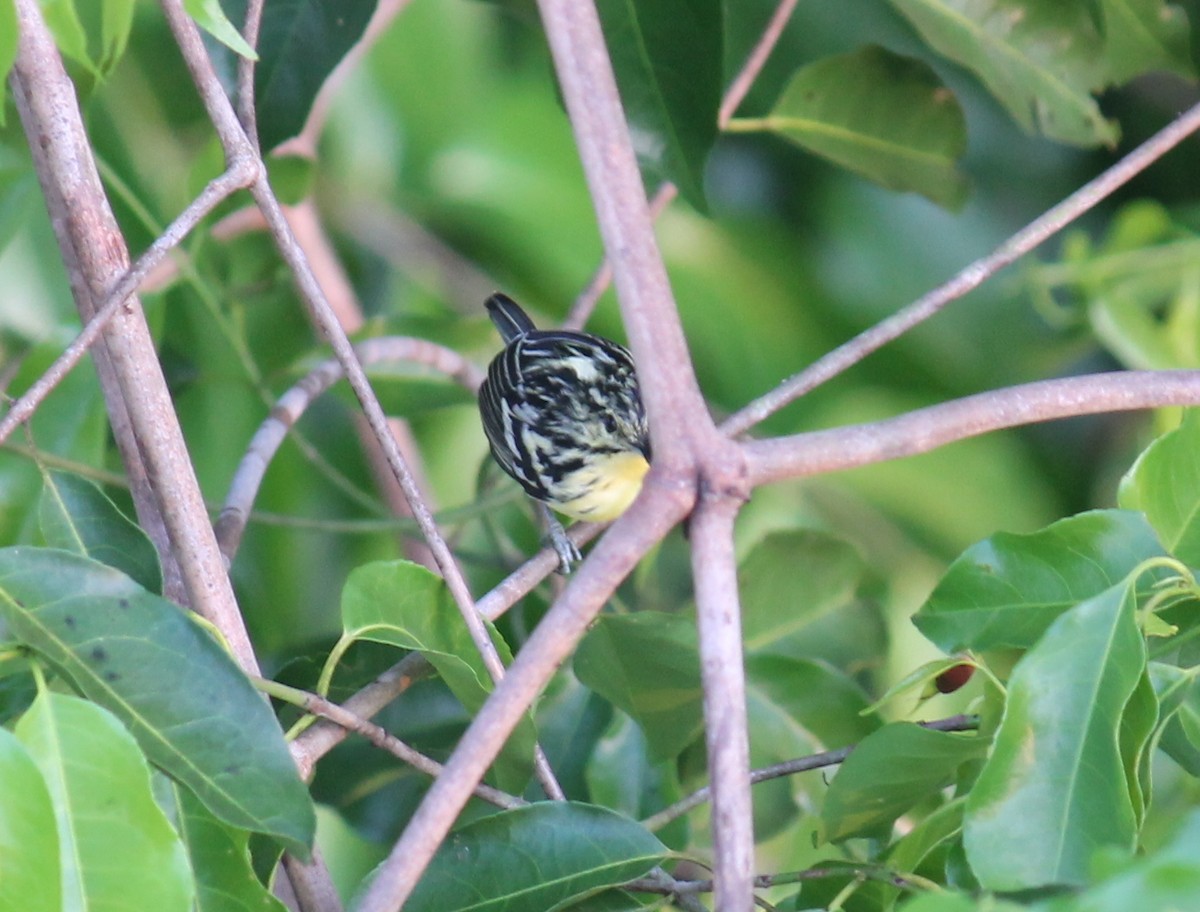 Sclater's Antwren - ML252298101