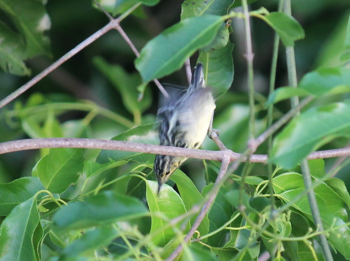 Sclater's Antwren - ML252298201