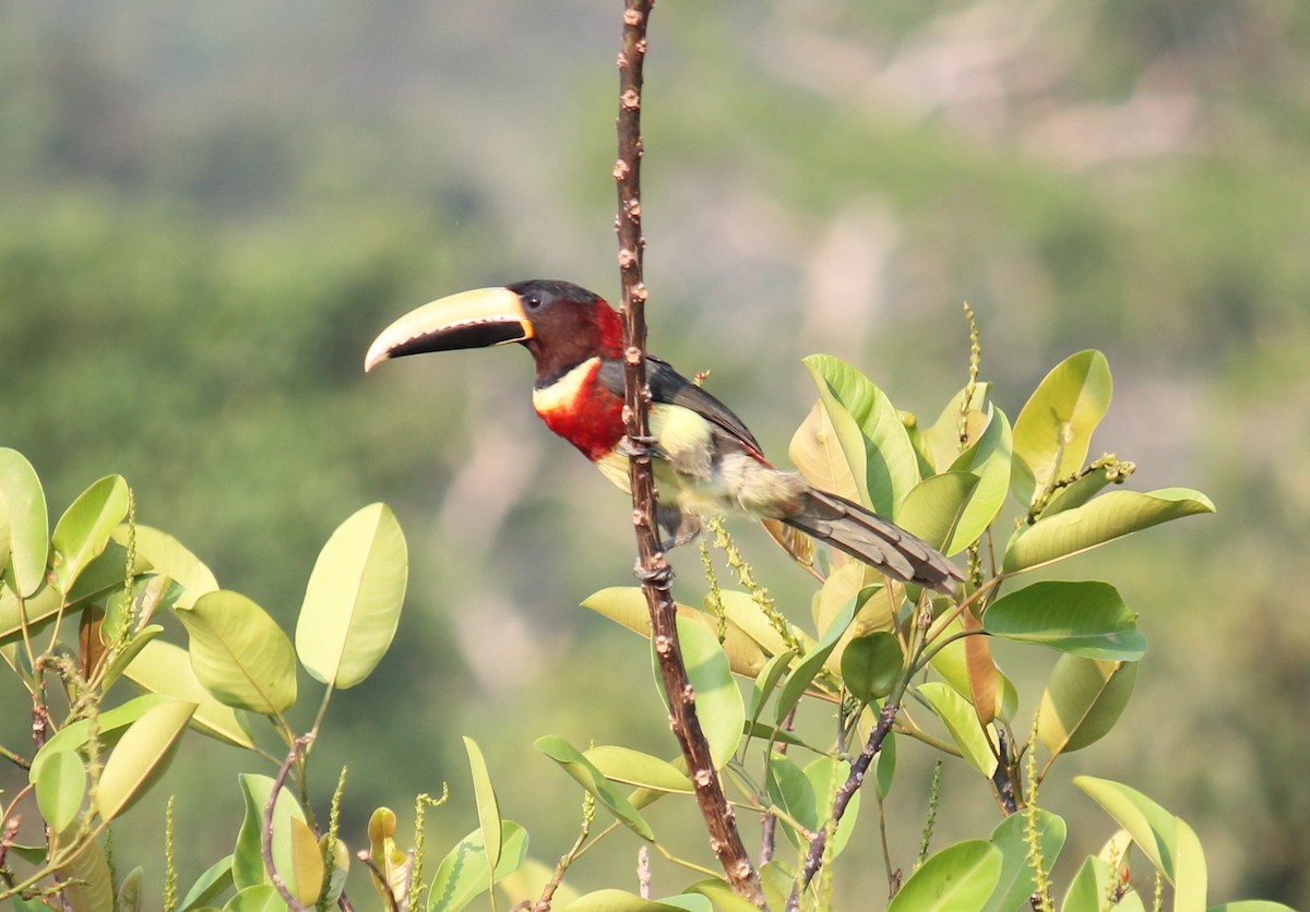 Red-necked Aracari - ML252299051