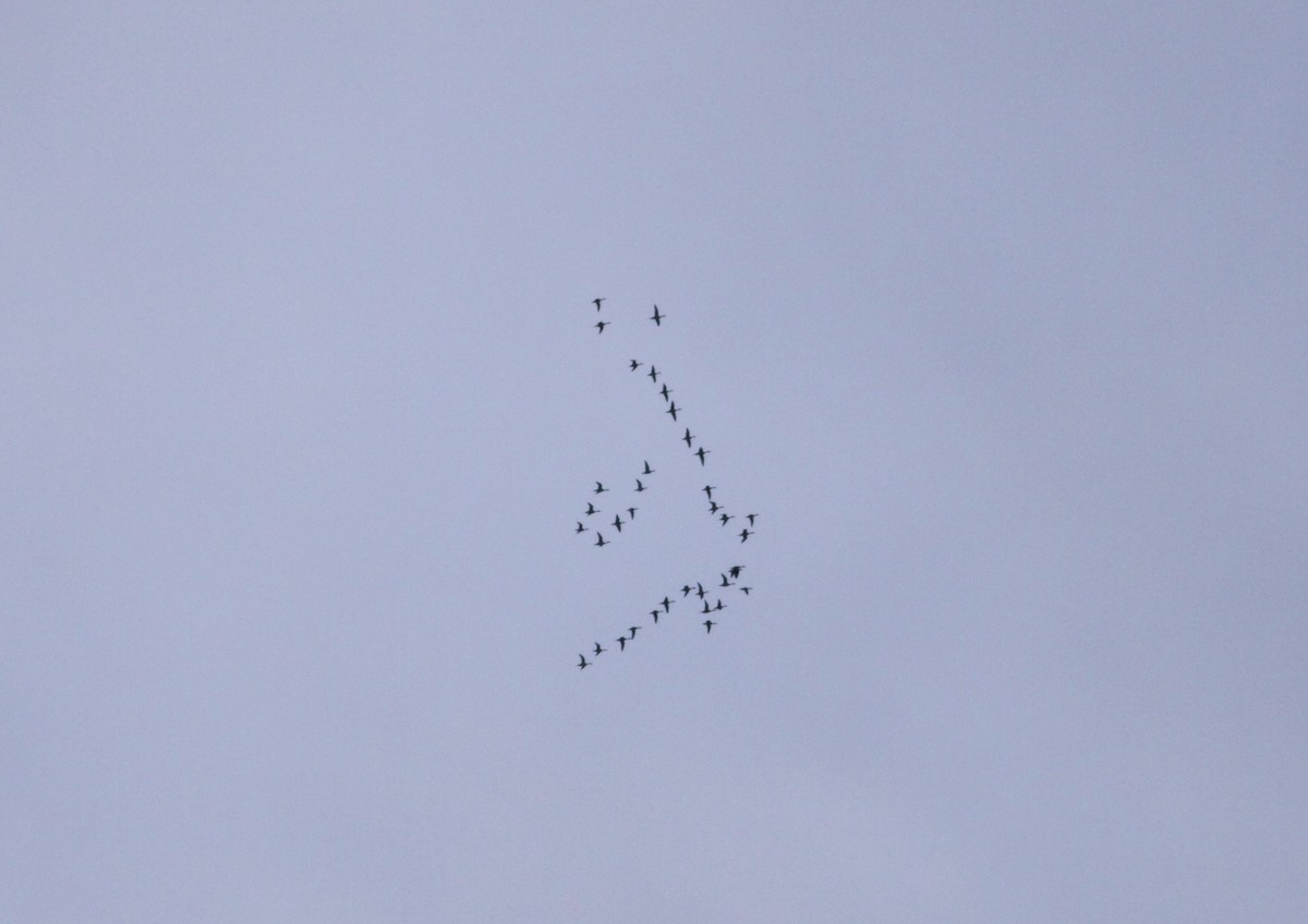 Northern Pintail - ML25230031