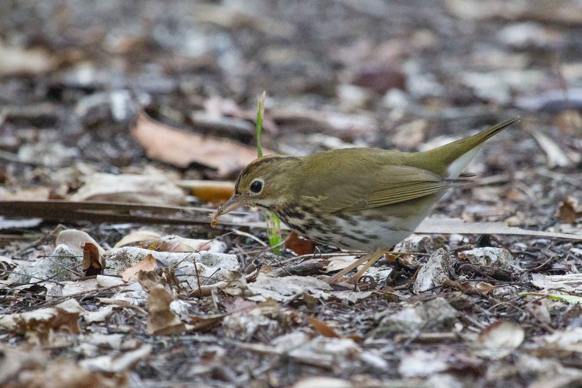 Ovenbird - ML252300811