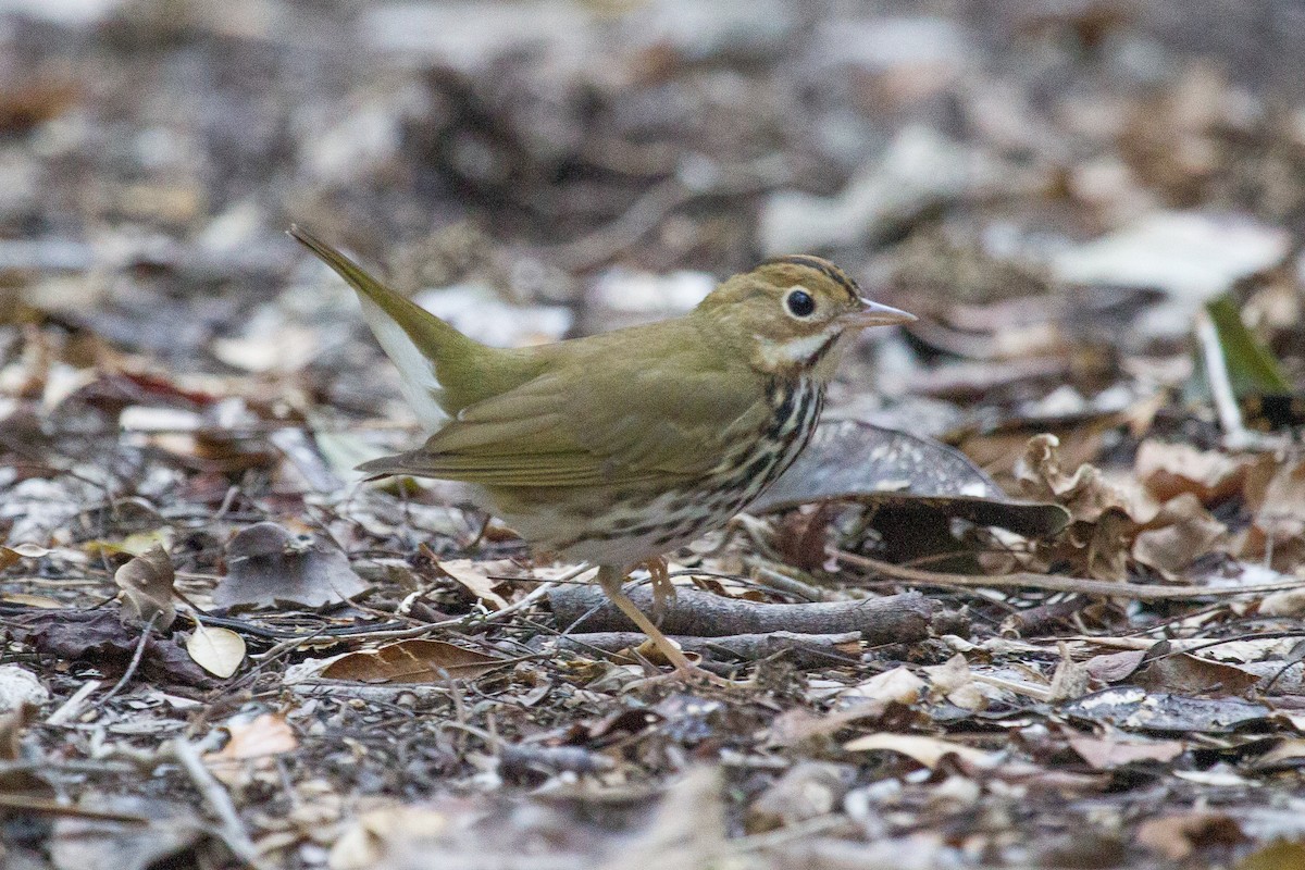 Ovenbird - ML252300821