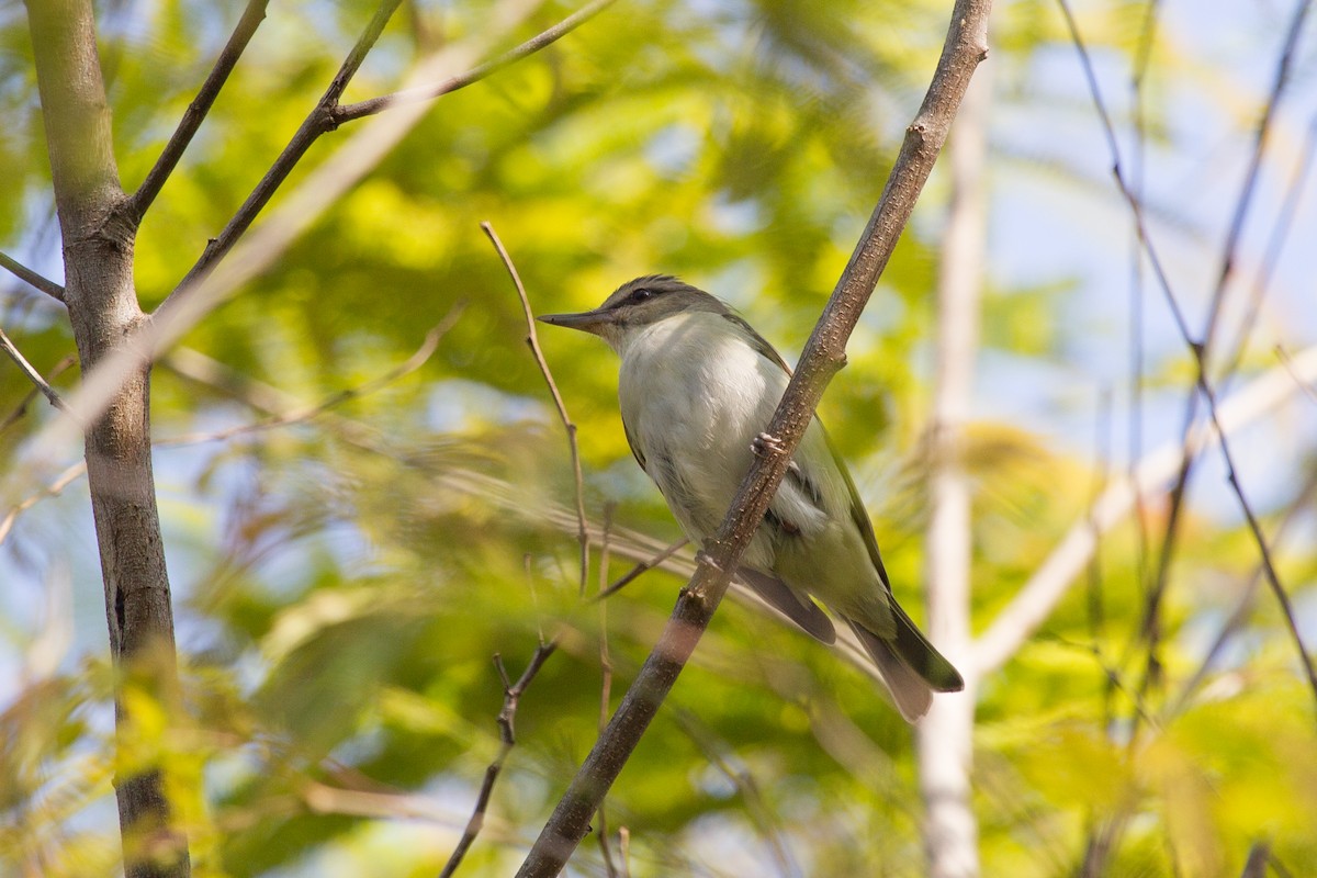 Black-whiskered Vireo - ML252300891