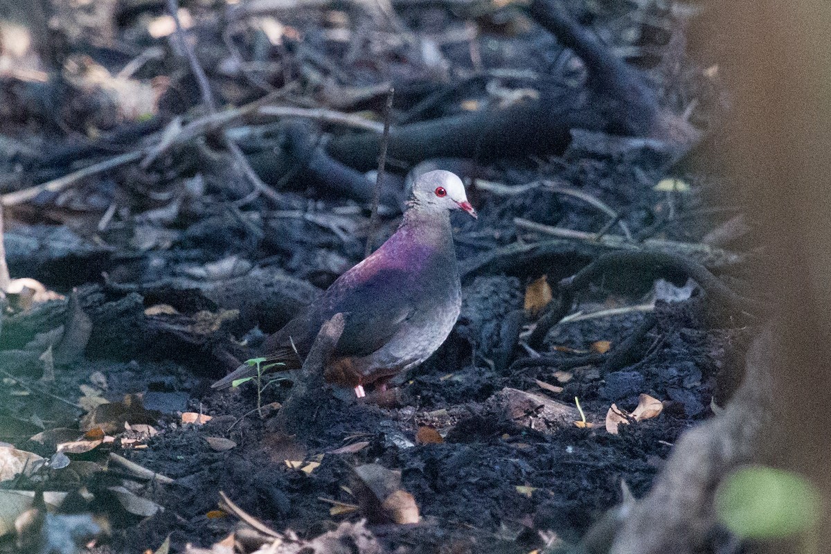 Gray-fronted Quail-Dove - ML252300981