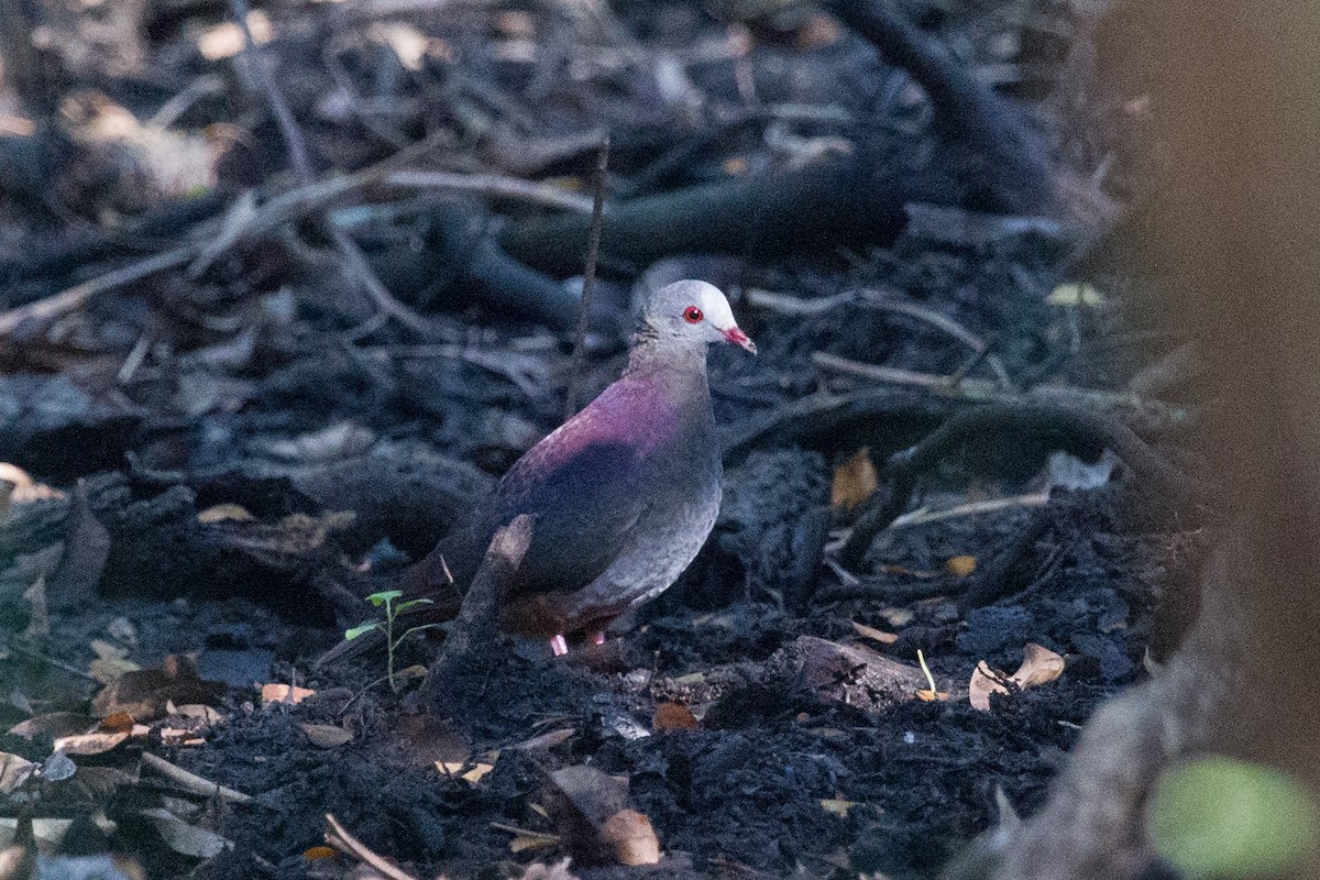Gray-fronted Quail-Dove - ML252301001