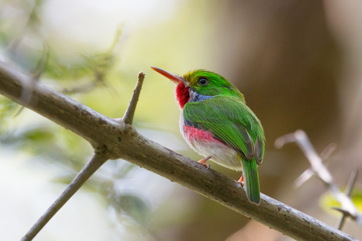 Cuban Tody - ML252301101
