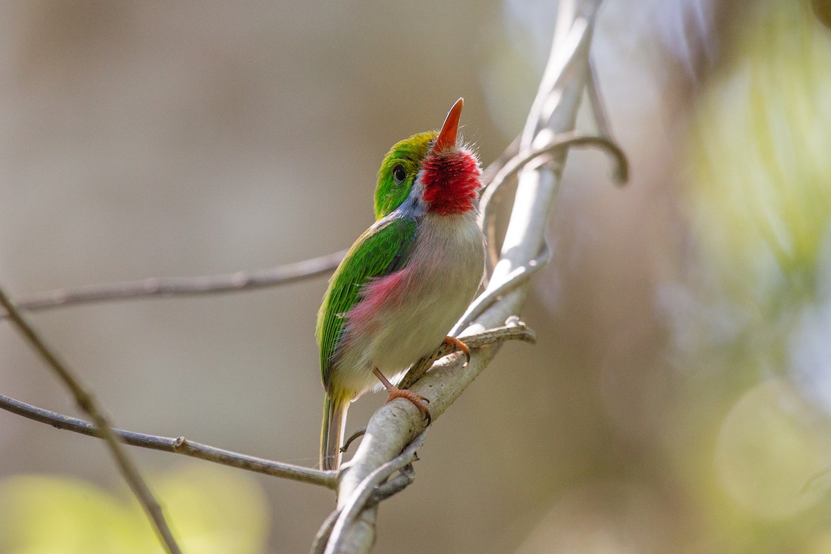 Cuban Tody - ML252301131