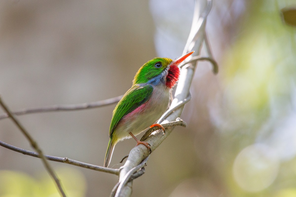 Cuban Tody - ML252301151