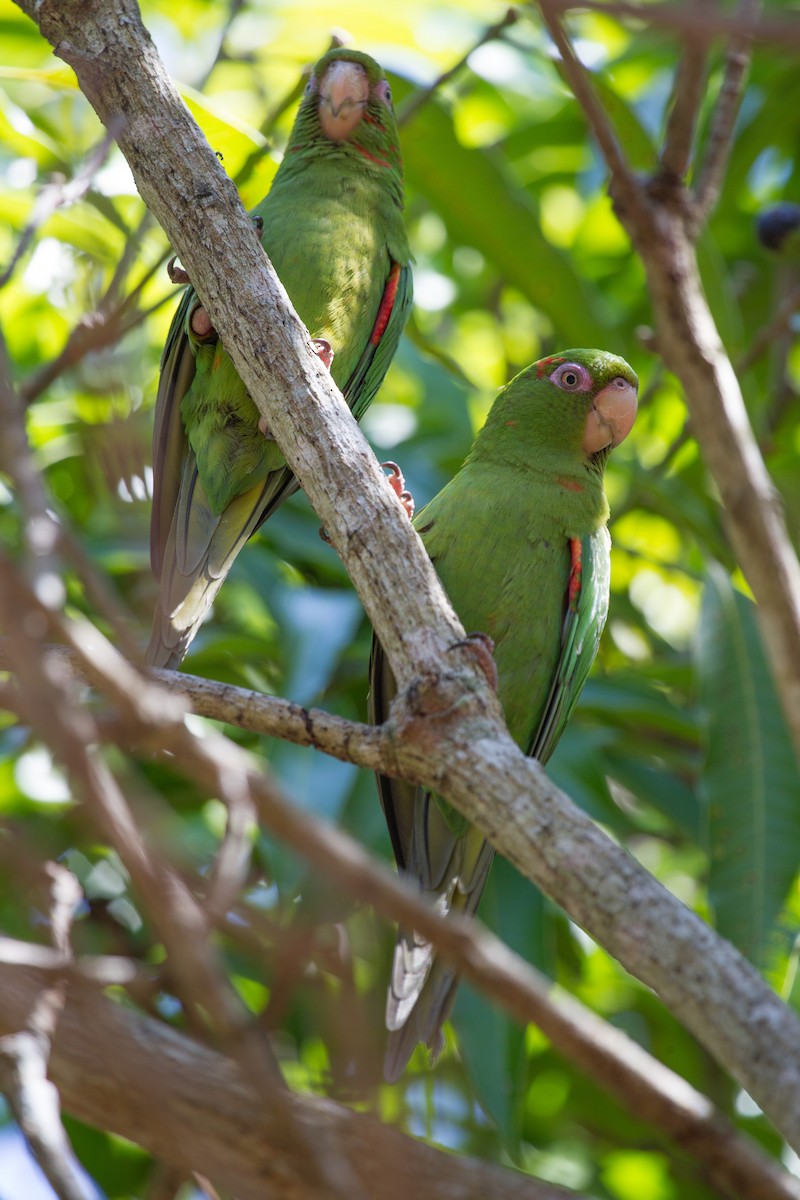 Cuban Parakeet - ML252301181