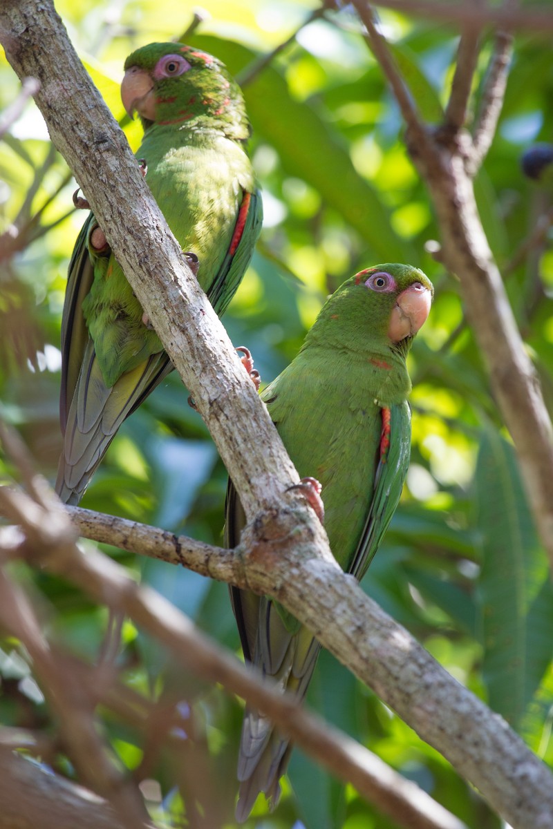 Cuban Parakeet - ML252301201