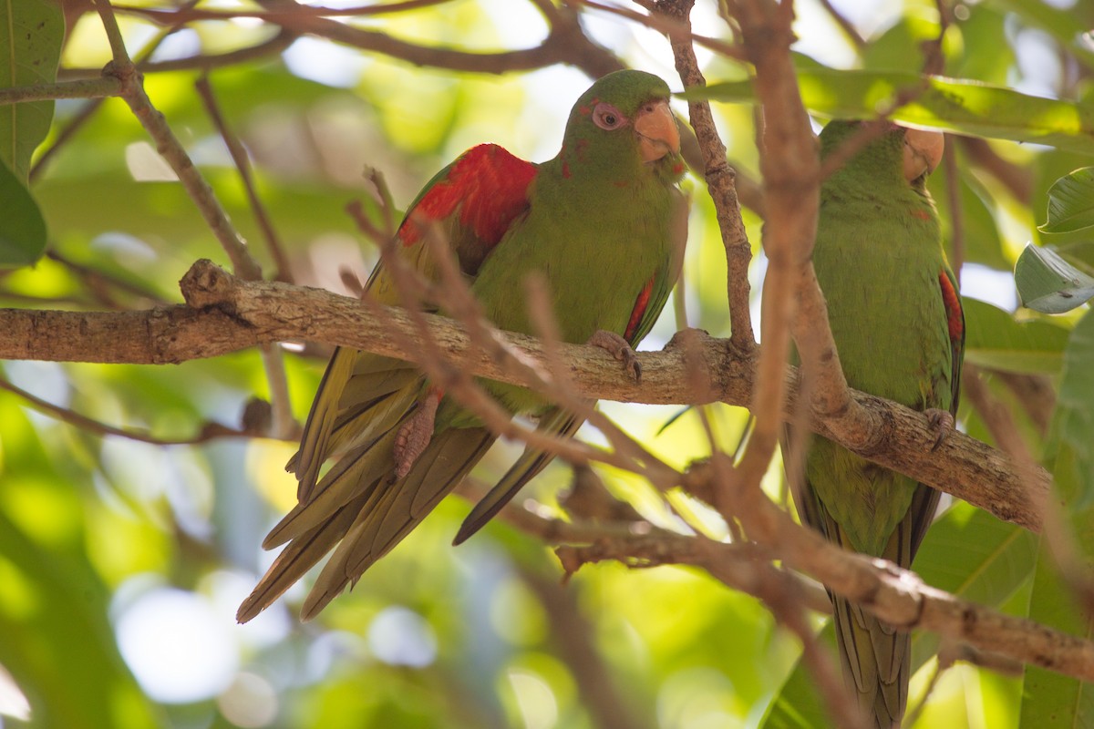 Cuban Parakeet - ML252301221