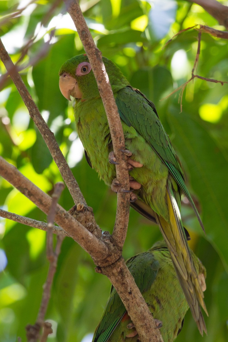 Cuban Parakeet - ML252301231