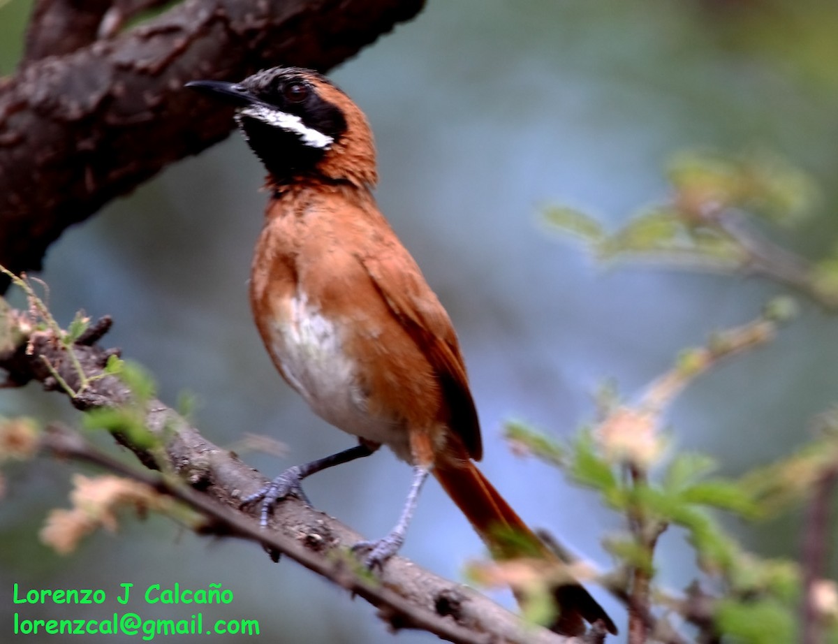 White-whiskered Spinetail - ML252302671