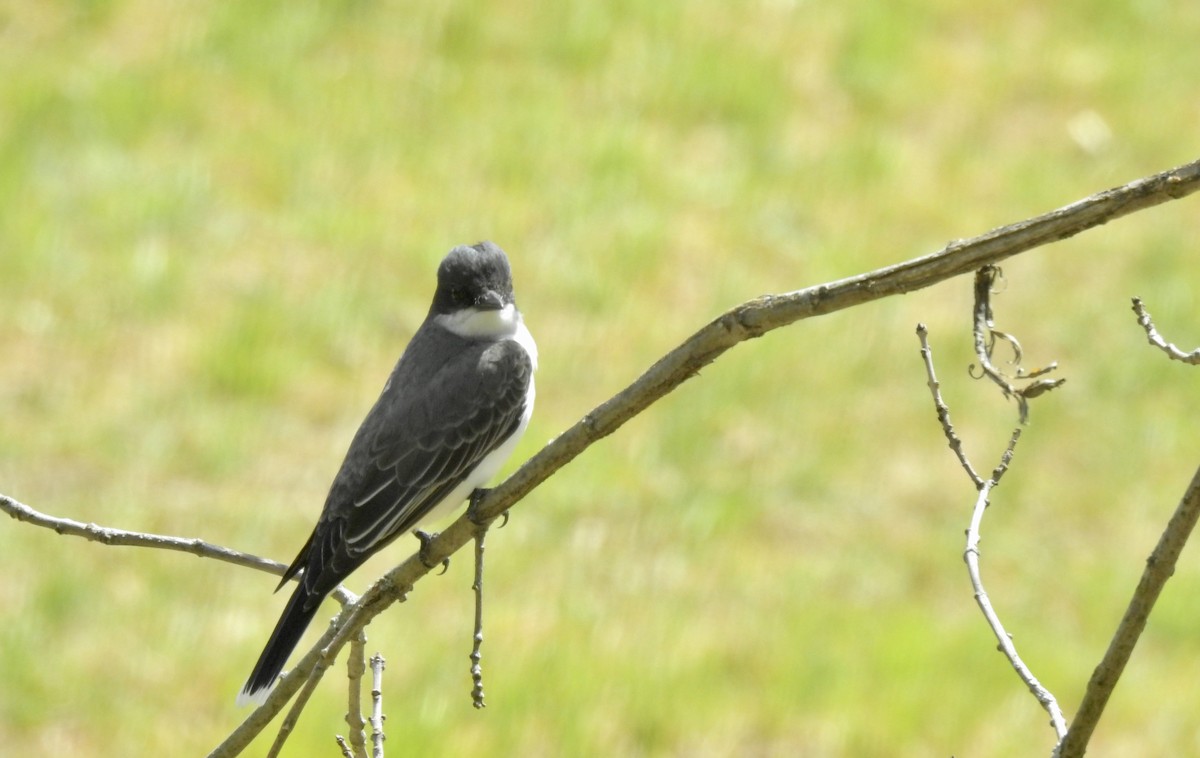 Eastern Kingbird - ML252303031