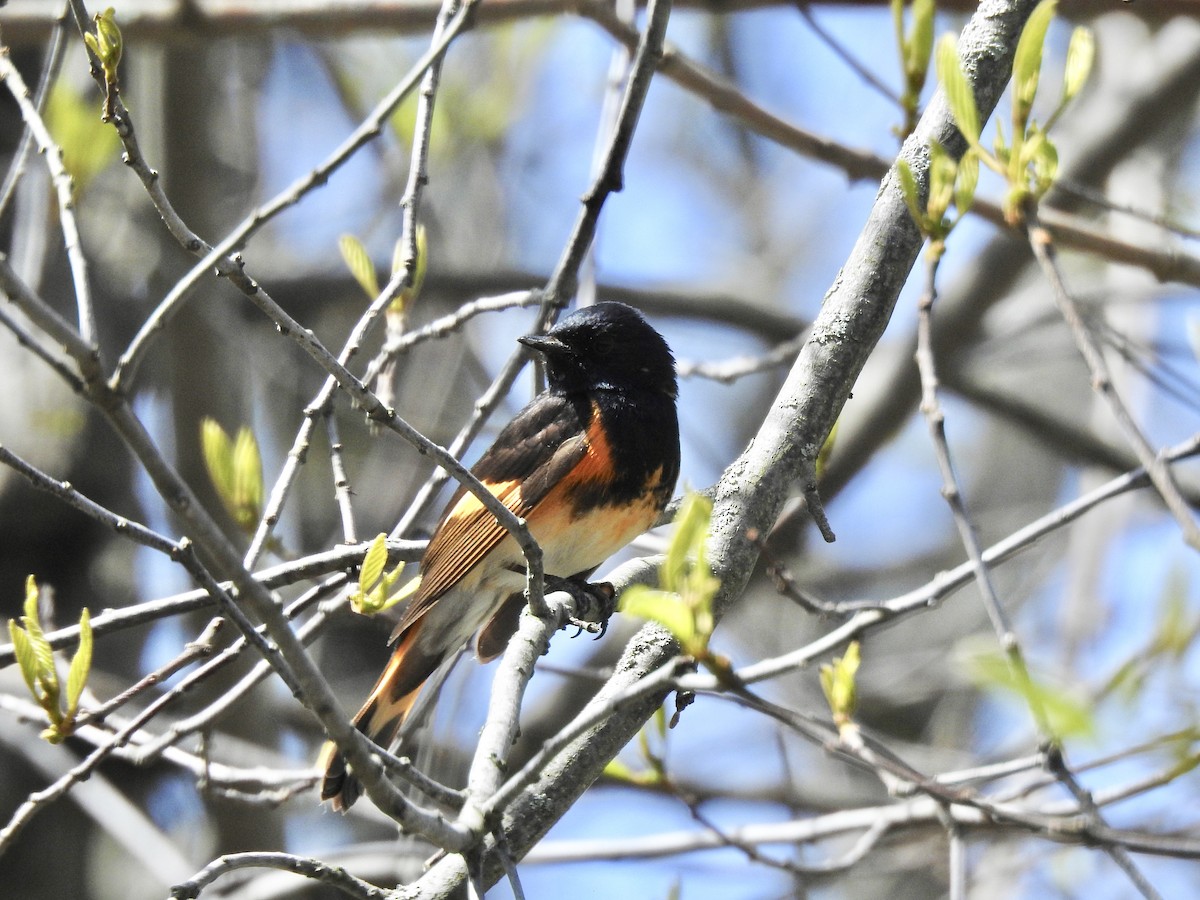 American Redstart - ML252303051