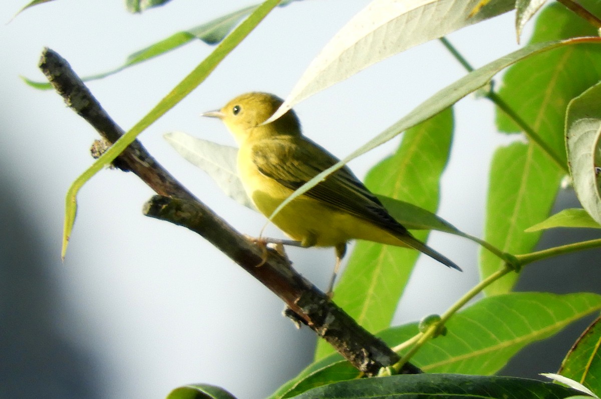 Yellow Warbler - ML252309461