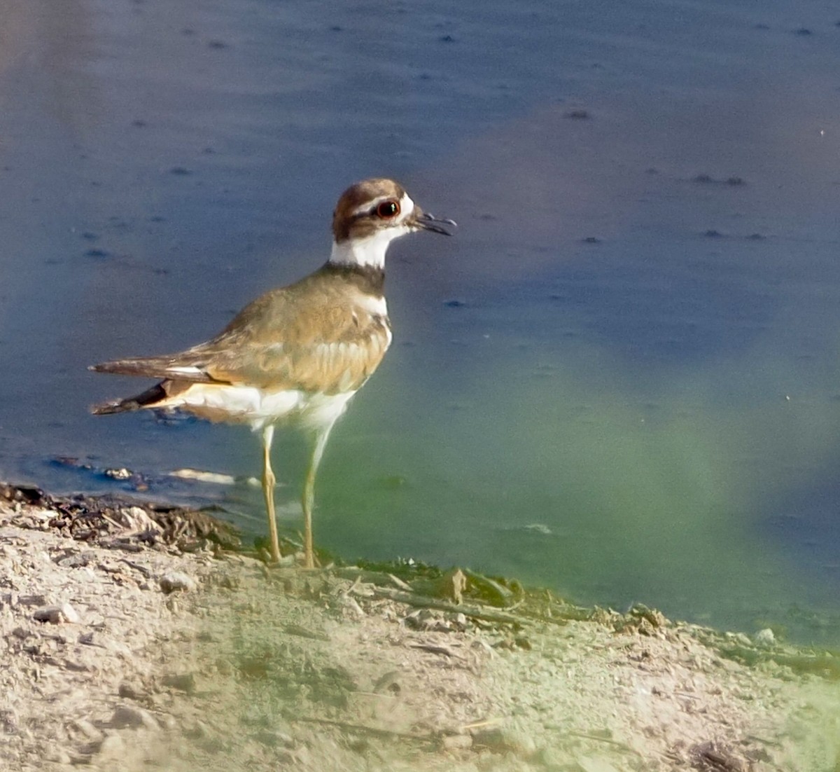 Killdeer - ML252309711