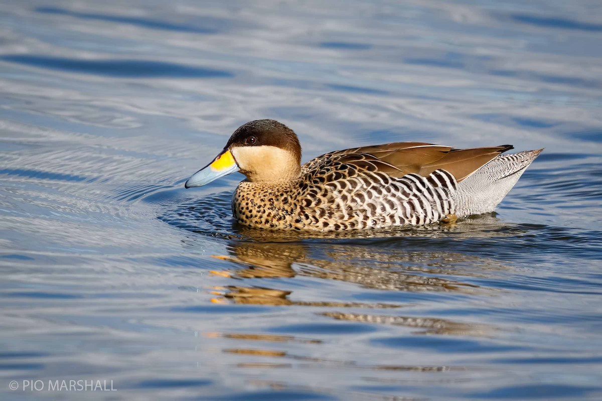 Silver Teal - Pio Marshall