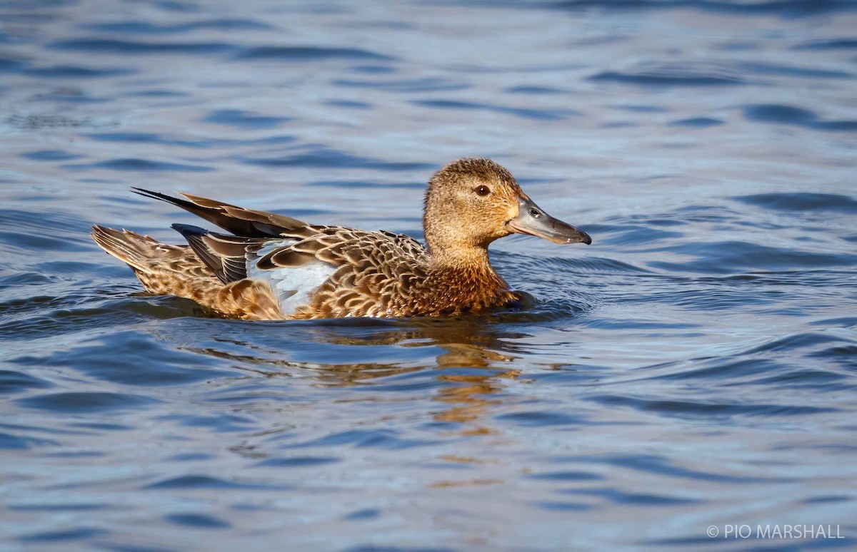 Cinnamon Teal - ML252312381