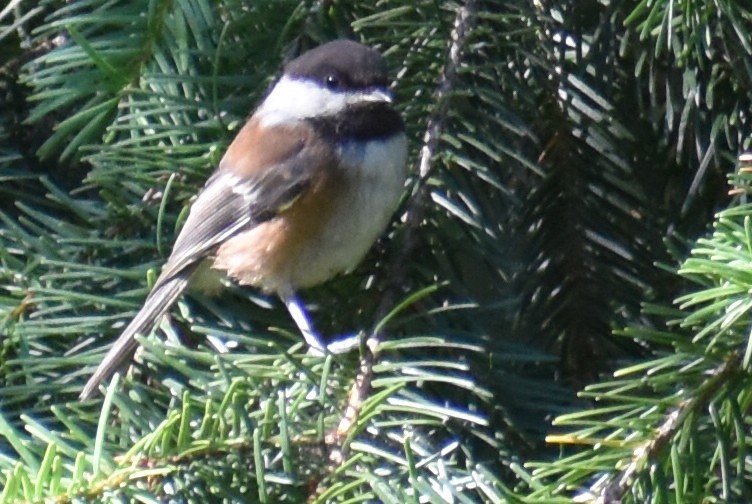 Chestnut-backed Chickadee - Matt Nelson