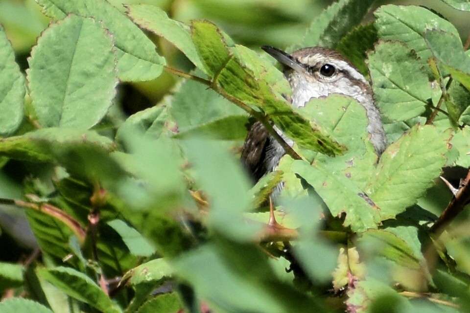 Bewick's Wren - ML252312911