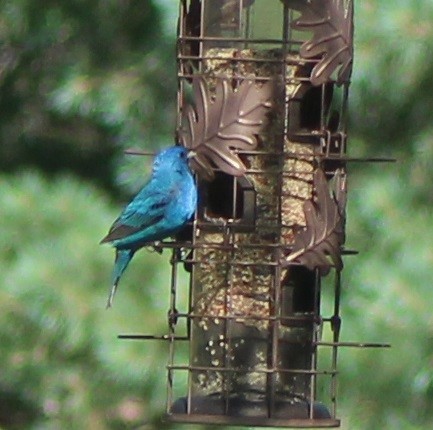 Indigo Bunting - Kolleen Kralick