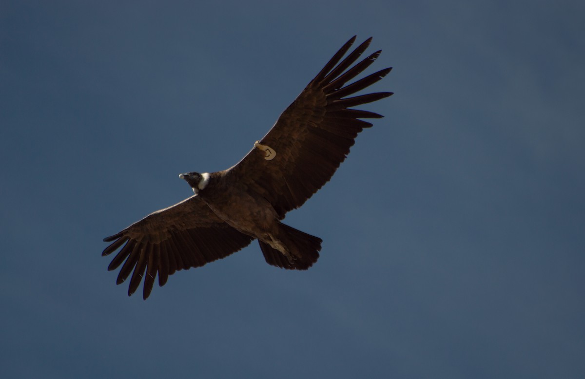 Andean Condor - Pablo Martinez Morales