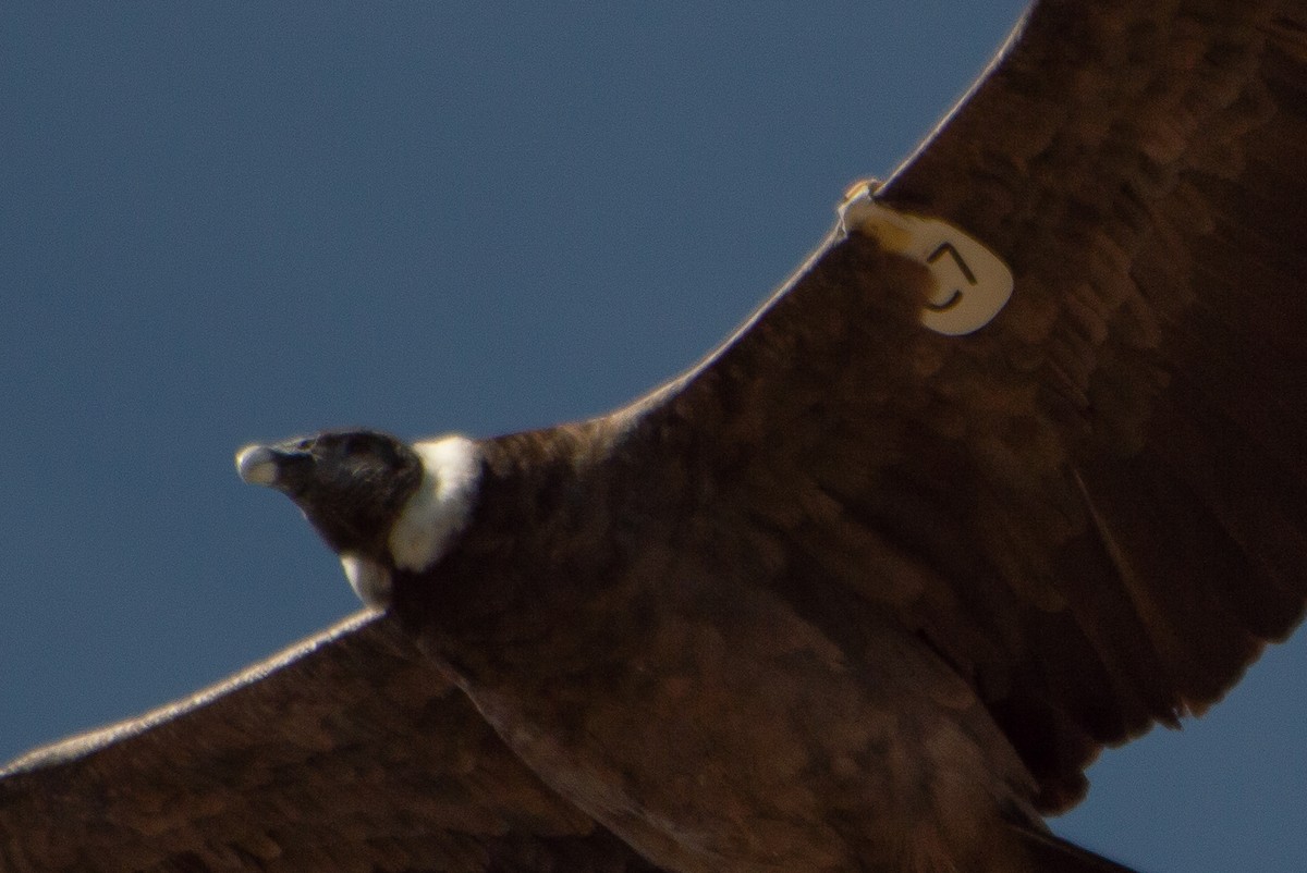 Condor des Andes - ML252316331