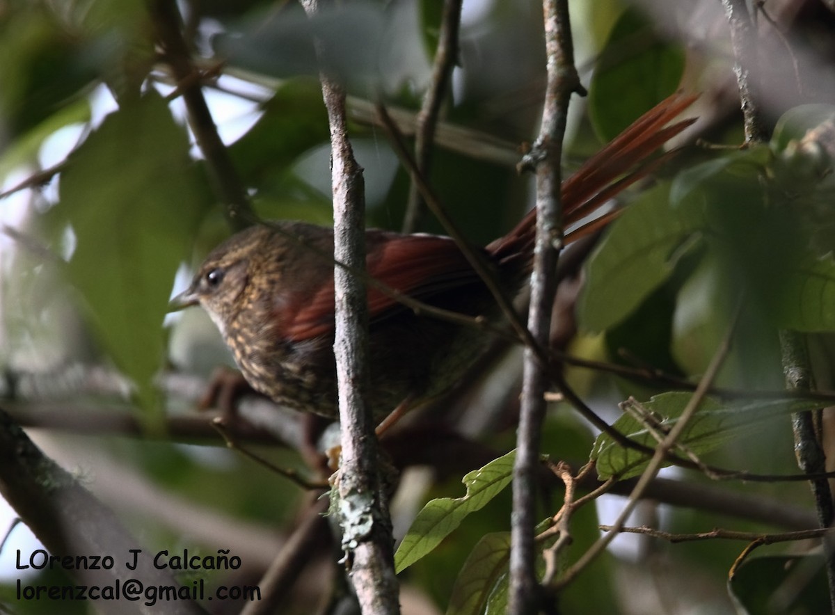 Stripe-breasted Spinetail - Lorenzo Calcaño