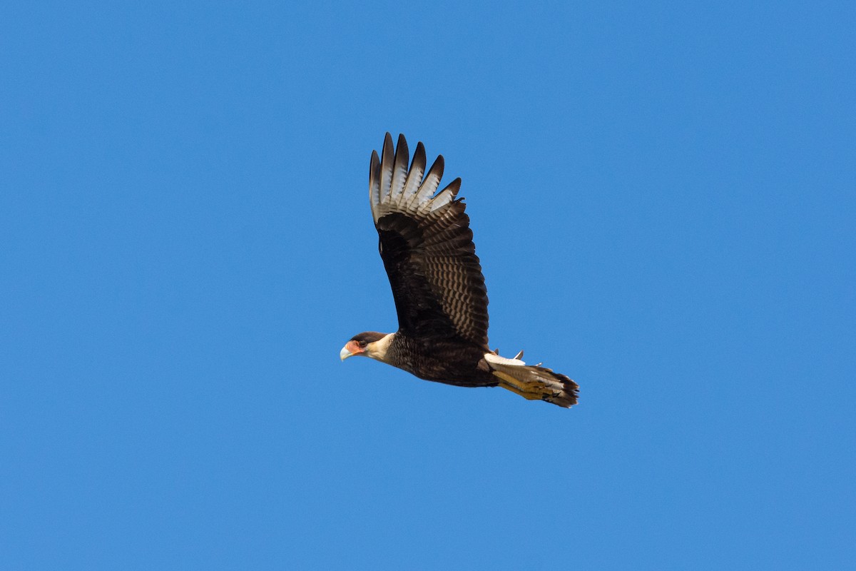 Caracara Carancho (sureño) - ML252317941