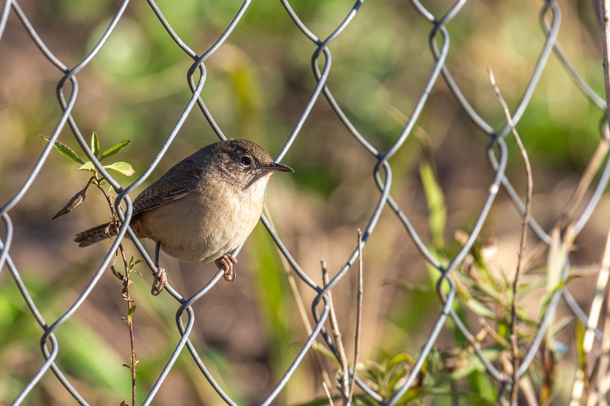 House Wren - ML252318201