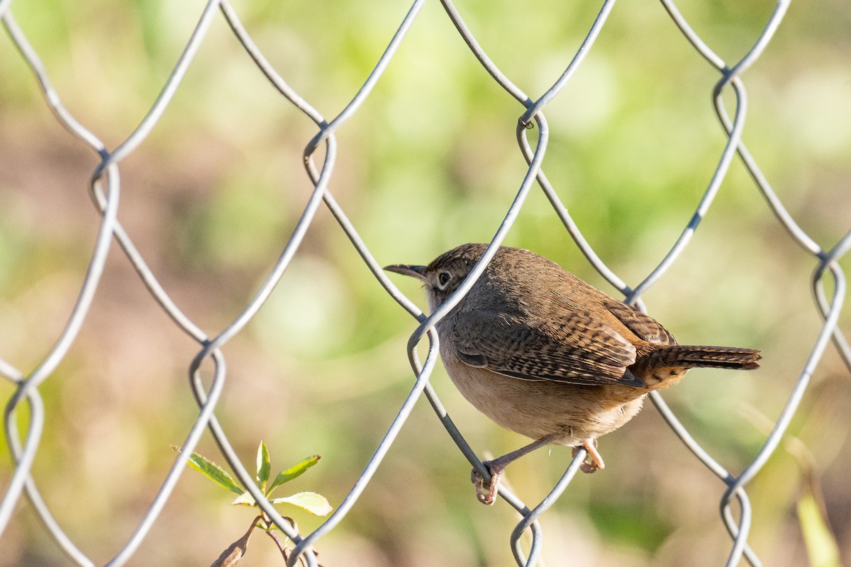 House Wren - ML252318221