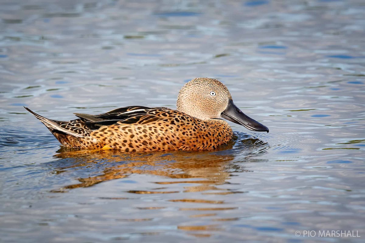 Red Shoveler - ML252318251