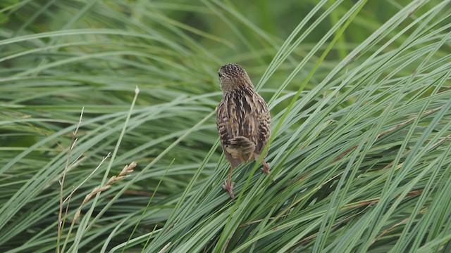Sedge Wren - ML252318371