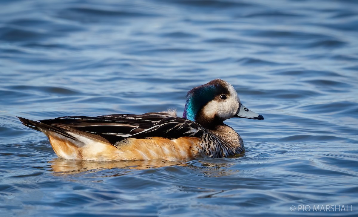 Chiloe Wigeon - ML252318421