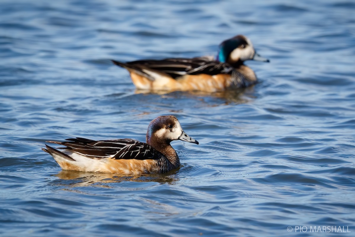 Chiloe Wigeon - ML252318431