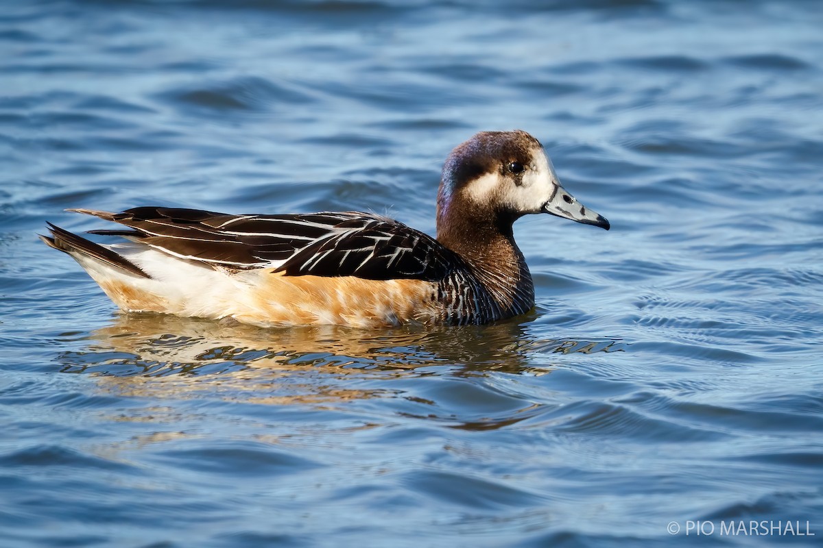 Canard de Chiloé - ML252318441