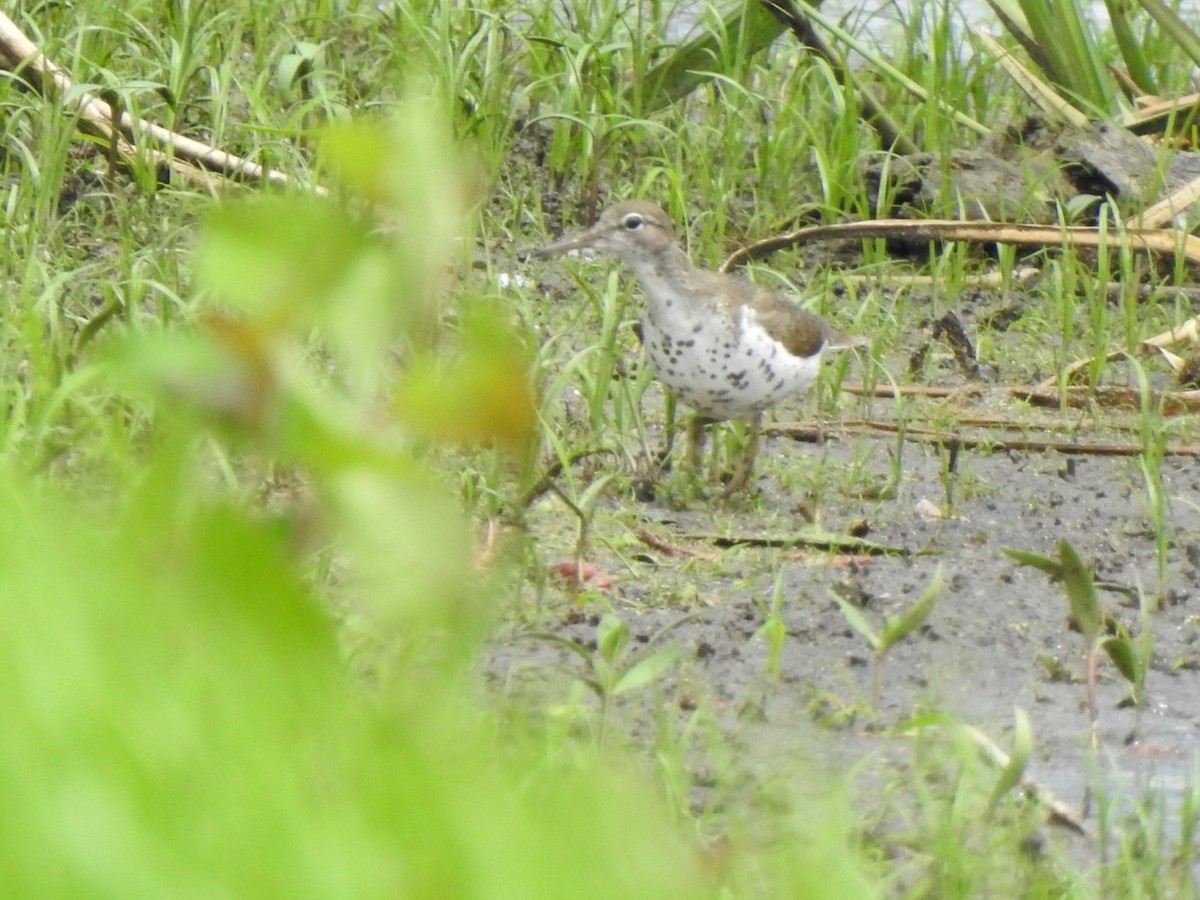 Spotted Sandpiper - Jim Valenzuela