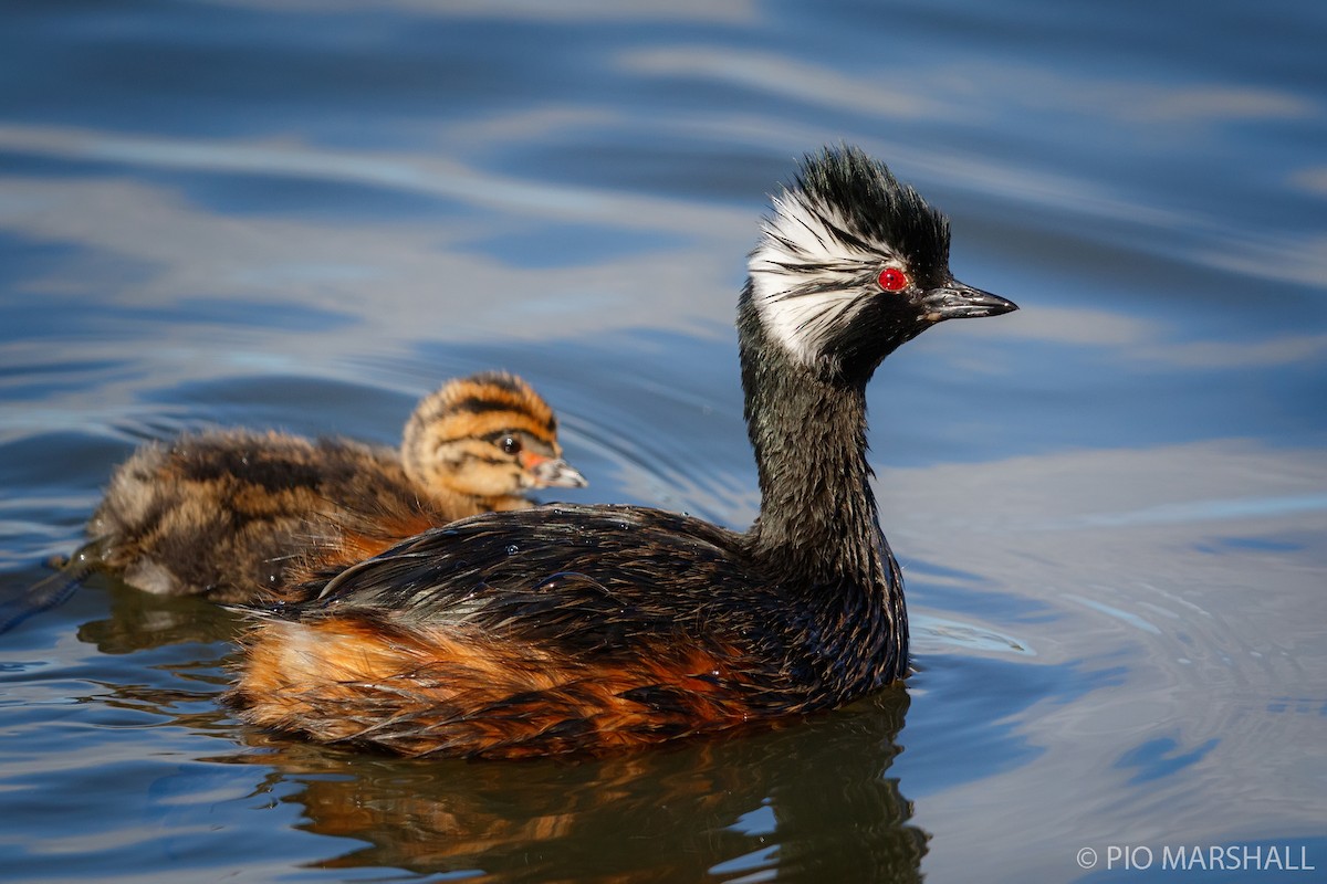 White-tufted Grebe - ML252321341