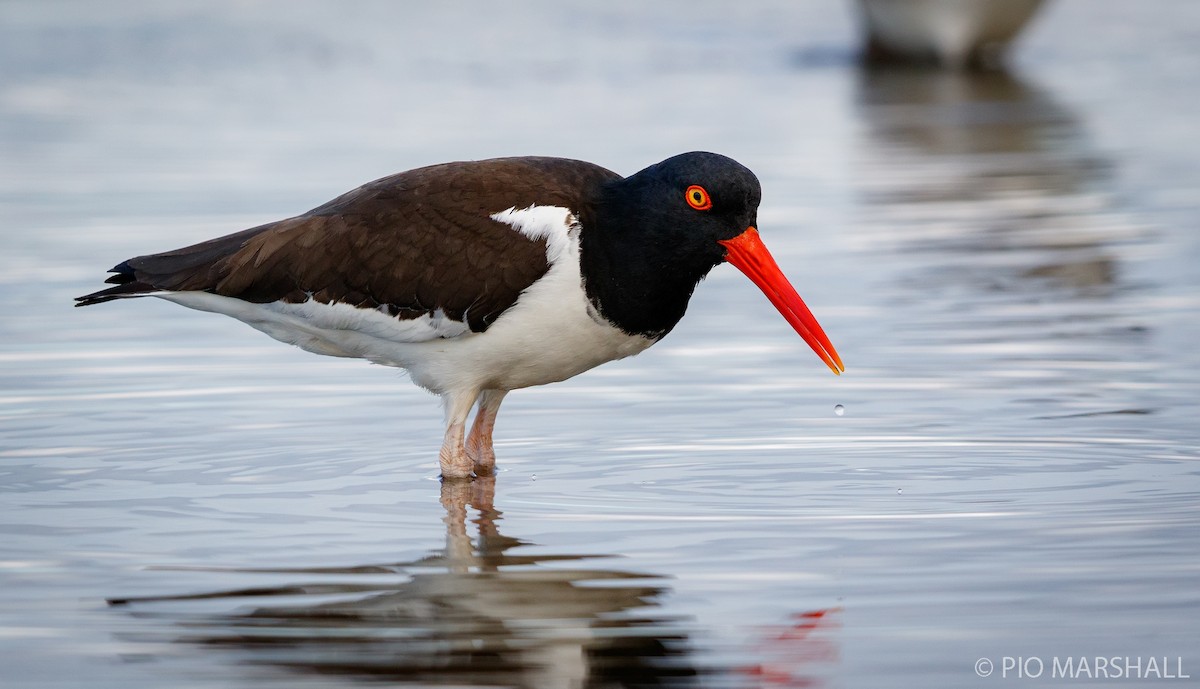 American Oystercatcher - ML252321411